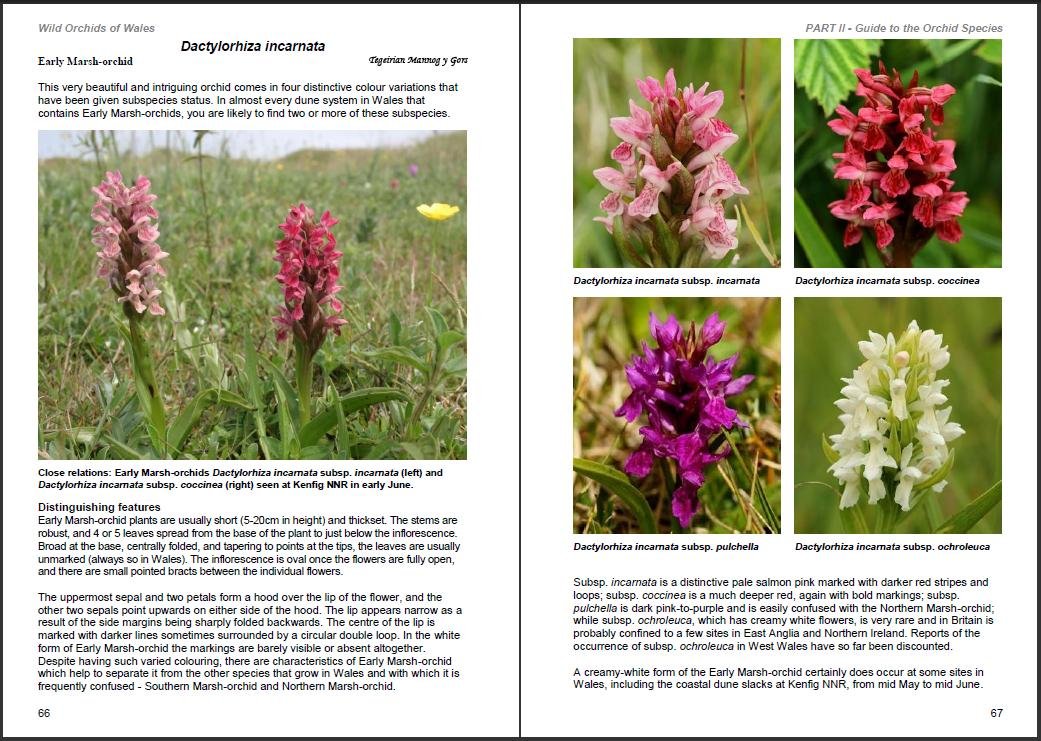 Book - Wild Orchids of Wales - Hardback