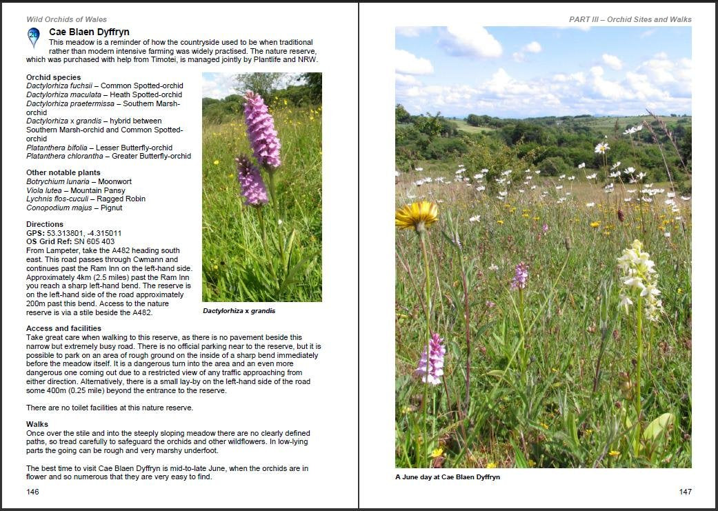 Book - Wild Orchids of Wales - Hardback