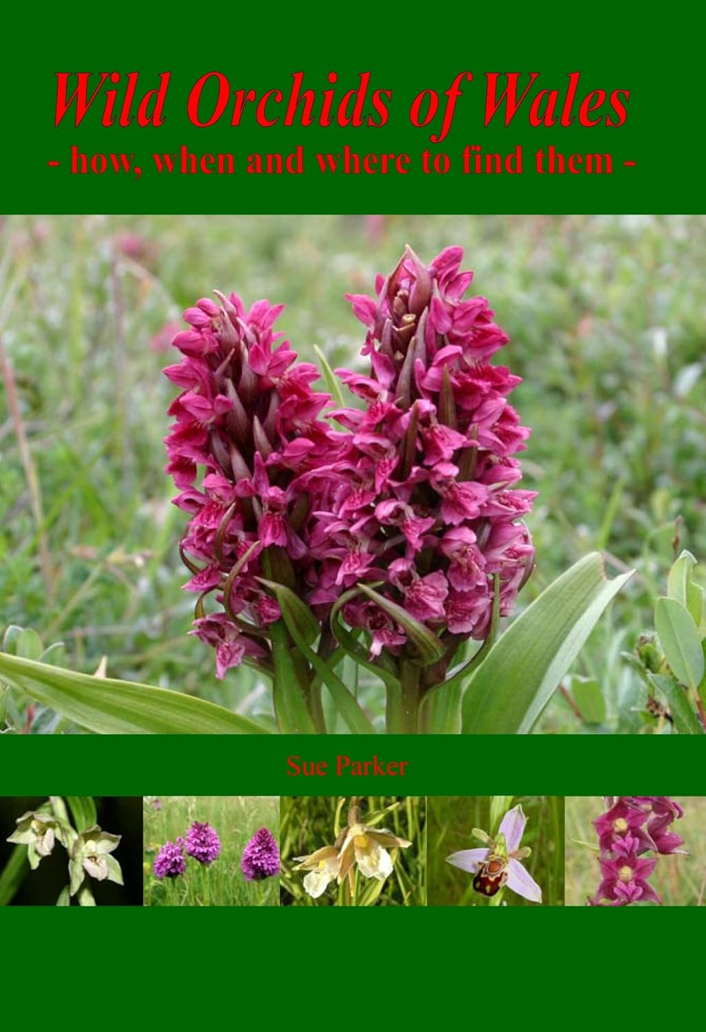 Book - Wild Orchids of Wales - Hardback